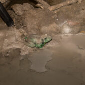  Sproing Pics (18/92)